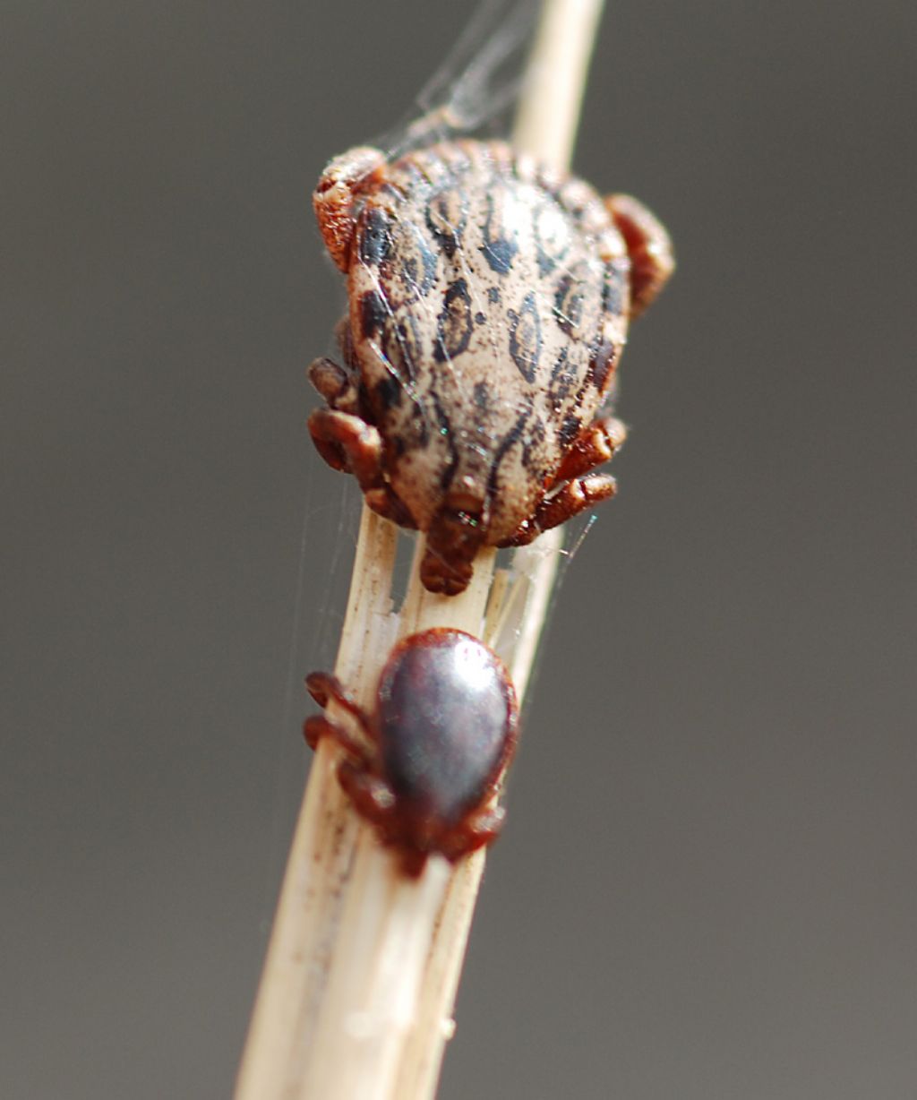 Ixodes ricinus?